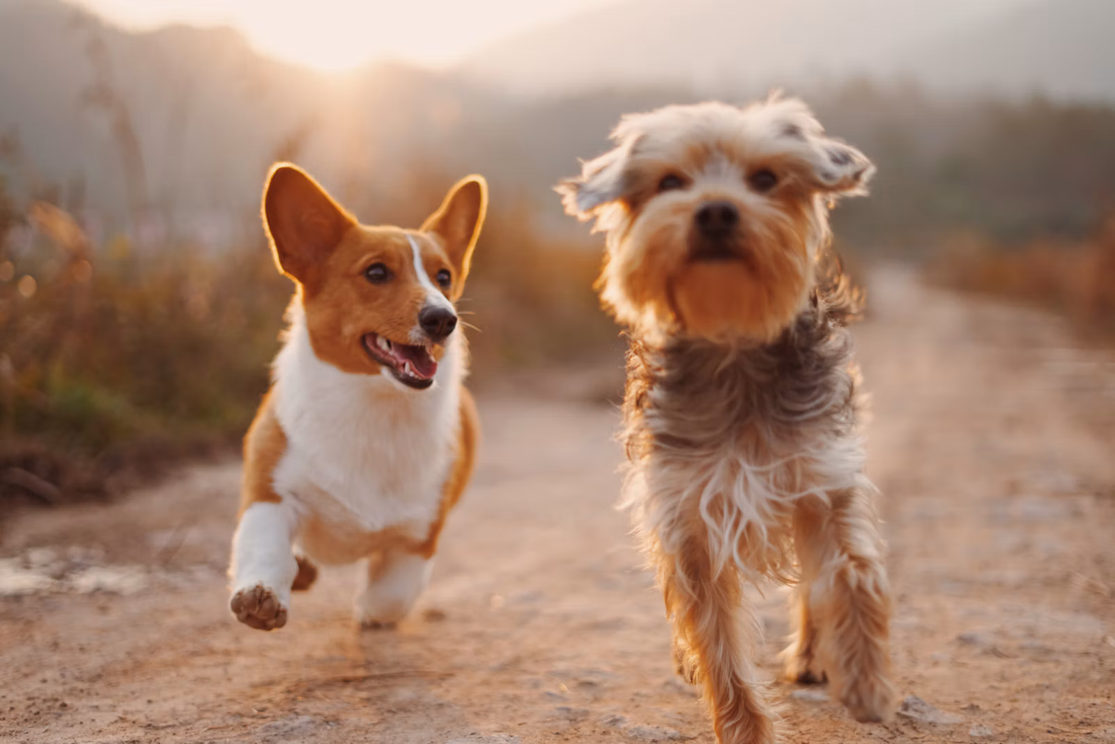Ração Premium para Cães (15kg)